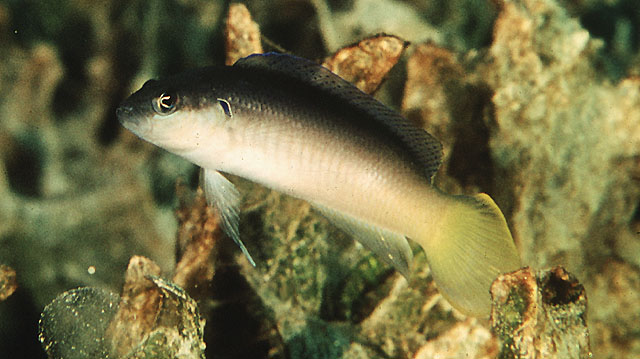 Pseudochromis pesi (Pseudocromide pallido)